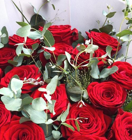 红色玫瑰花的19种代表意义（深入探索红色玫瑰花的不同寓意）