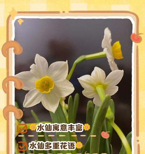 水仙花（水仙花花语及象征意义的深度解读）