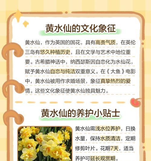 水仙花（水仙花花语及象征意义的深度解读）