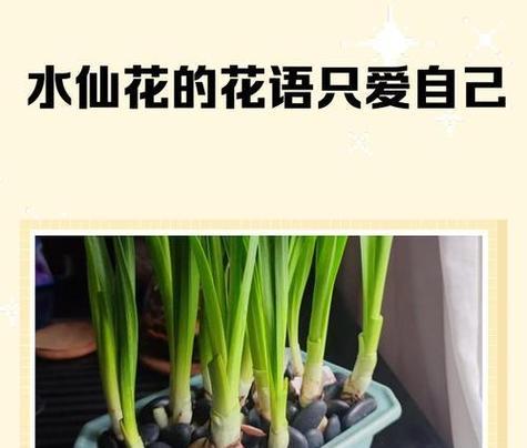 水仙花（水仙花花语及象征意义的深度解读）