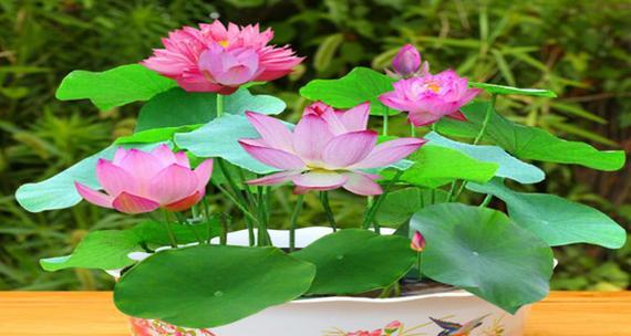 碗莲（揭秘碗莲的花语与文化内涵）