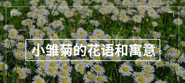碗莲（揭秘碗莲的花语与文化内涵）