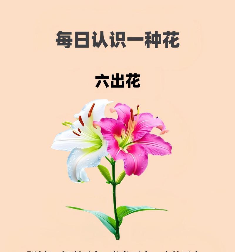 碗莲（揭秘碗莲的花语与文化内涵）