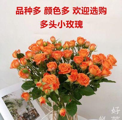 探寻云南小玫瑰的独特魅力（云南小玫瑰）