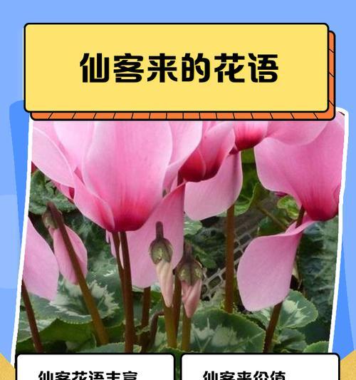 芙蓉菊的花语与寓意（揭秘芙蓉菊的禁忌与送人指南）