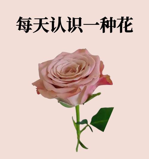 芙蓉菊的花语与寓意（揭秘芙蓉菊的禁忌与送人指南）