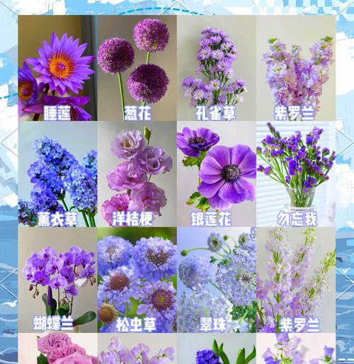 芙蓉菊的花语与寓意（揭秘芙蓉菊的禁忌与送人指南）