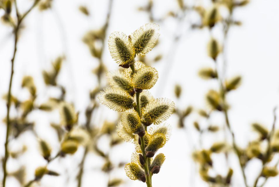 柳树开花风水寓意（揭开柳树开花的神秘面纱，了解其风水寓意）