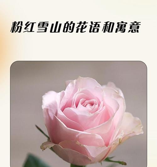 香槟玫瑰花语11朵的含义及象征意义（探索香槟玫瑰花语的深层诠释，寓意和独特之处）