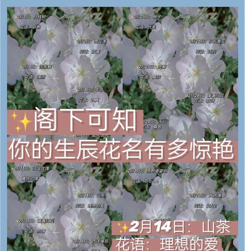 香槟玫瑰花语11朵的含义及象征意义（探索香槟玫瑰花语的深层诠释，寓意和独特之处）