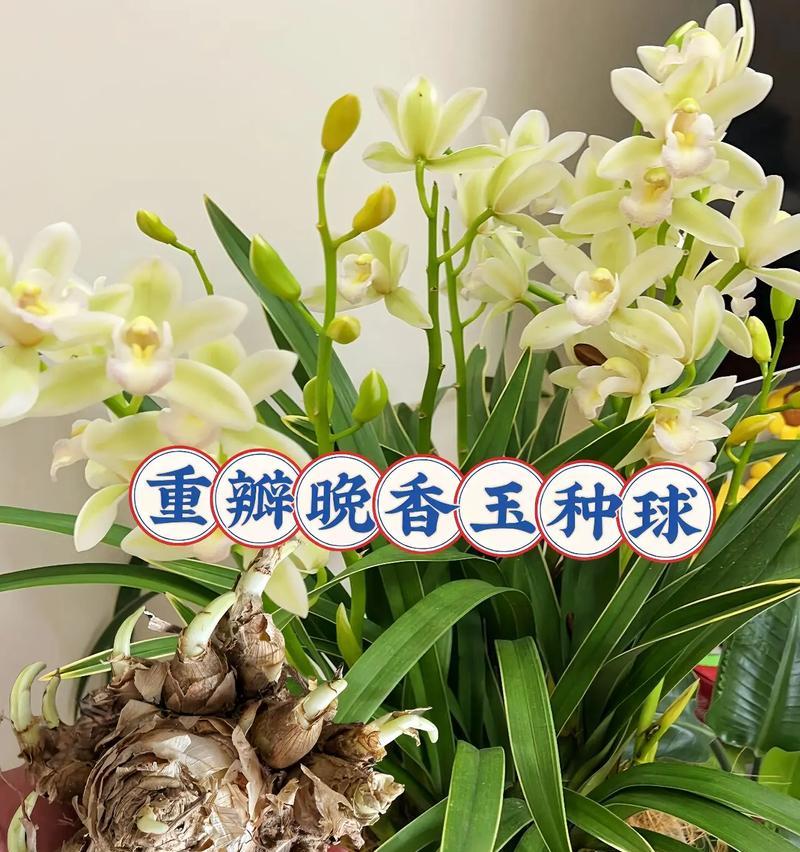 晚香玉——花香传说的美丽故事（芬芳四溢，花开人间）