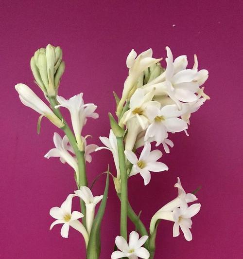 晚香玉——花香传说的美丽故事（芬芳四溢，花开人间）