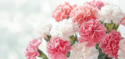 康乃馨花语解析（深度剖析粉色康乃馨的代表意义）