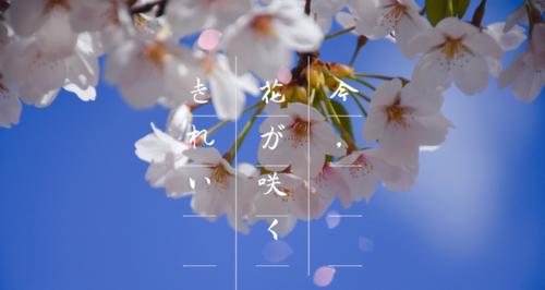 樱花的花语与寓意（探寻樱花的文化与象征）