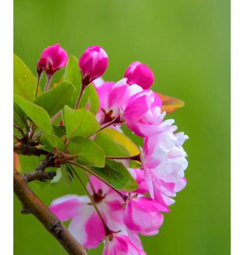 锦带花的文化背景与花语（探索锦带花的历史、象征与传承）