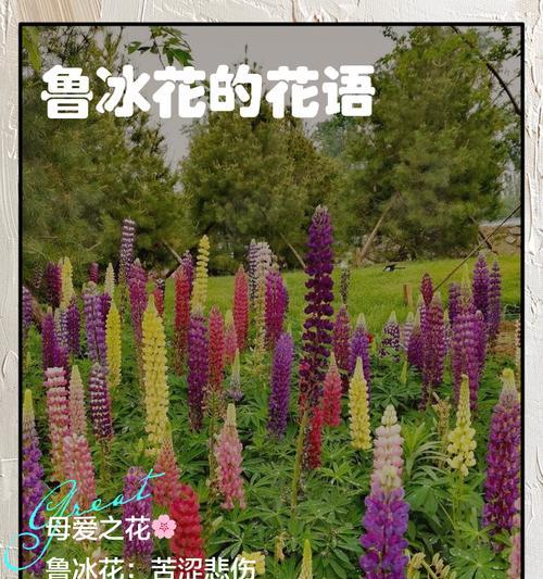 父爱如花开（探寻父爱的深沉与细腻）
