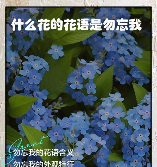 父爱如花开（探寻父爱的深沉与细腻）