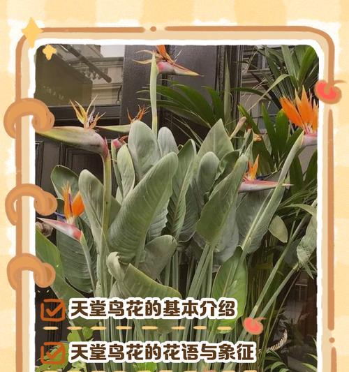 天堂鸟（探索天堂鸟的寓意及其在文化中的角色）