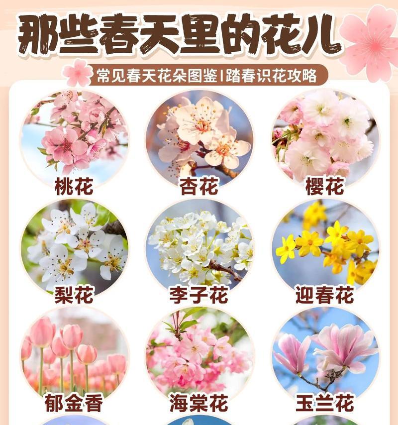 蒲公英花的象征意义（探索蒲公英花的美丽和力量）
