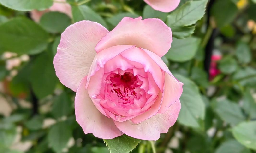 白月季的花语-纯洁与守护（用花语诠释白月季的美丽与意义）