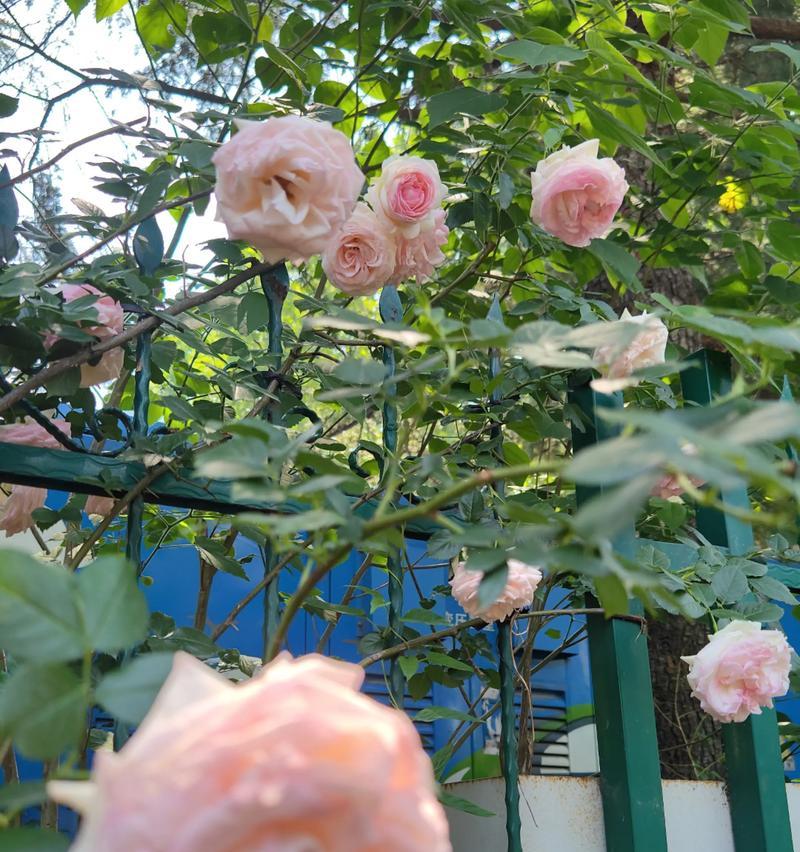 白月季的花语-纯洁与守护（用花语诠释白月季的美丽与意义）