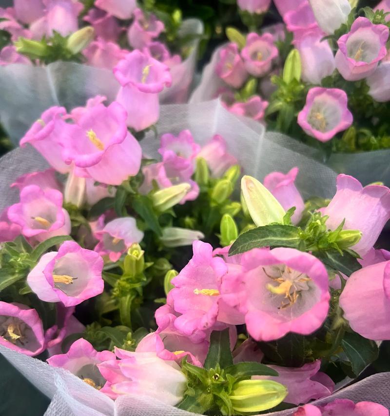 五彩缤纷的风铃花语（探秘不同颜色风铃花的花语之美）