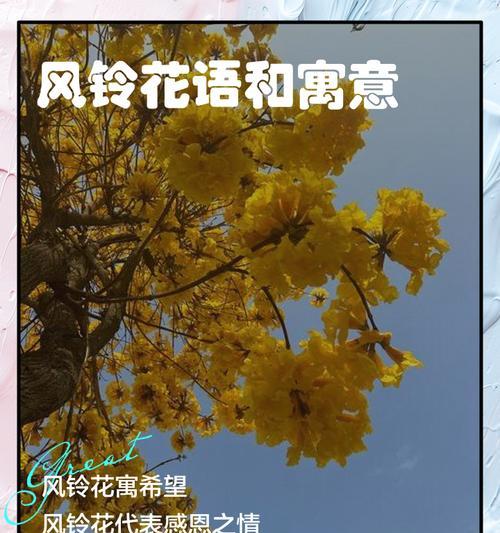 五彩缤纷的风铃花语（探秘不同颜色风铃花的花语之美）