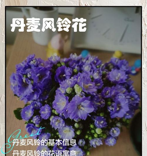 五彩缤纷的风铃花语（探秘不同颜色风铃花的花语之美）