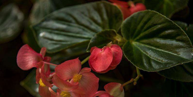 秋海棠的花语与美丽传说（秋海棠花开，寄托丰硕的希望）
