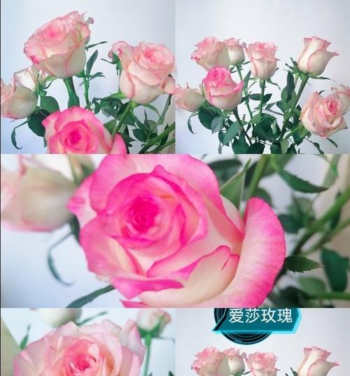 粉色玫瑰花语——爱的甜蜜之语（传递温柔和浪漫的爱情告白）
