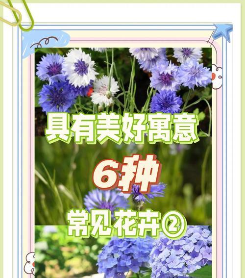 花语中的陪伴之花（用花语表达真挚陪伴的意义）