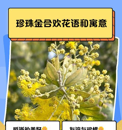 以蓝玫瑰的象征意义探索浪漫与独特（唯美的蓝玫瑰）