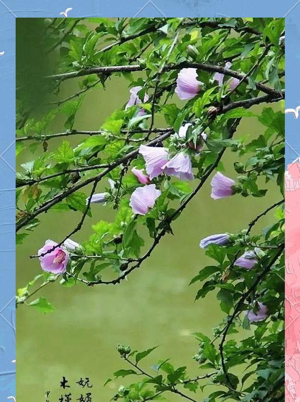 木槿花的象征意义与寓意（探索木槿花的美丽与深意）