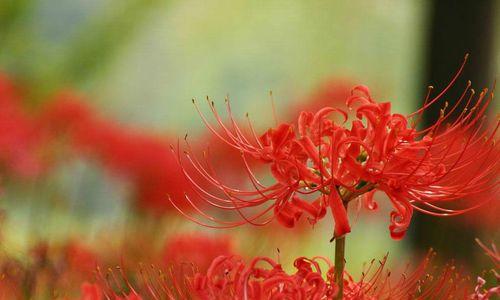 花开诅咒（以哪种花为代表？花语中的诅咒解析）