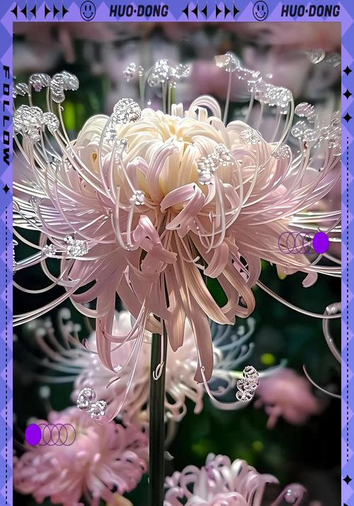 花开诅咒（以哪种花为代表？花语中的诅咒解析）