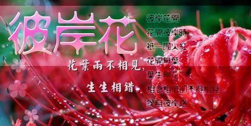 花开诅咒（以哪种花为代表？花语中的诅咒解析）