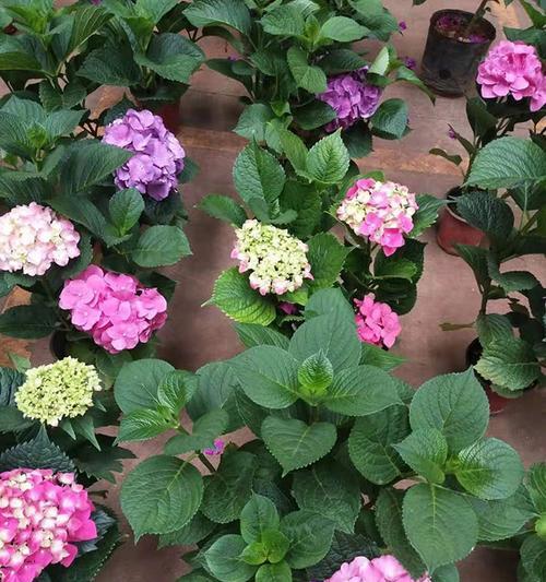 绣球花语的深刻寓意及其魅力（探寻绣球花背后的象征意义，领略其独特魅力）