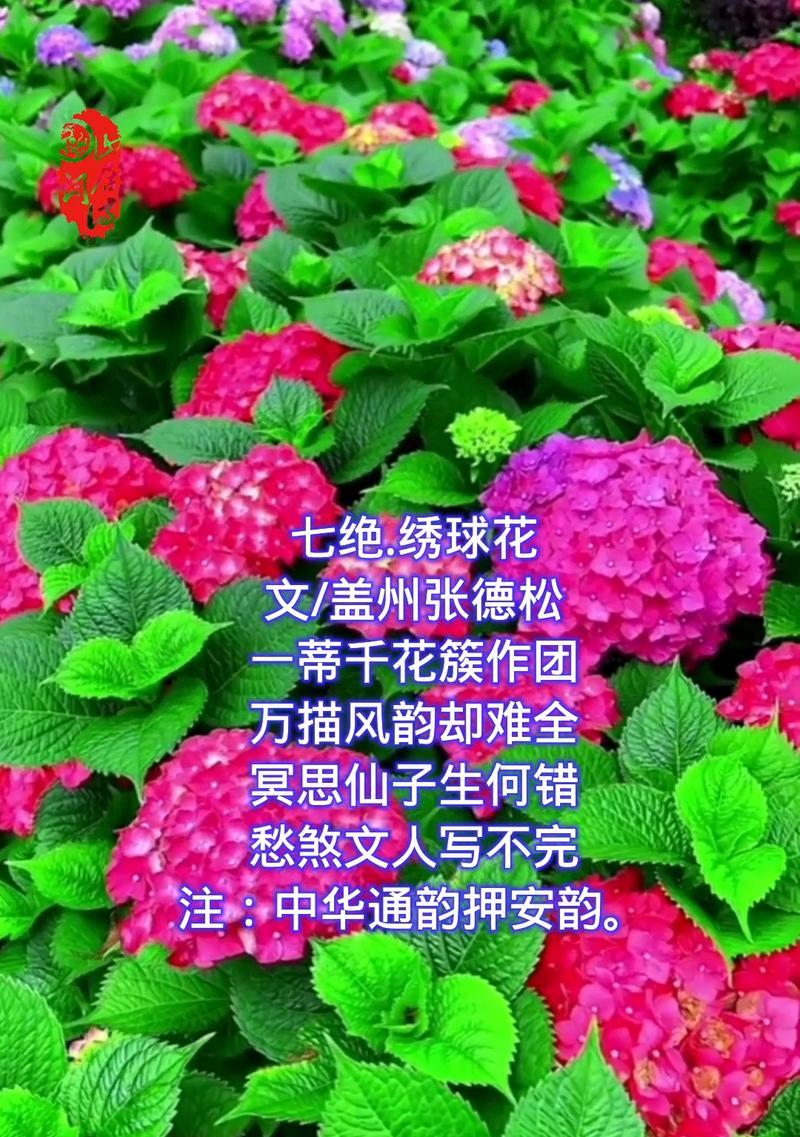 绣球花语的深刻寓意及其魅力（探寻绣球花背后的象征意义，领略其独特魅力）