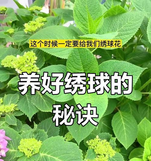 绣球花语的深刻寓意及其魅力（探寻绣球花背后的象征意义，领略其独特魅力）