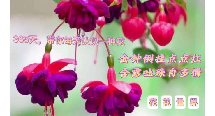 吊钟海棠花语（探寻吊钟海棠的背后故事，品味花语的力量）