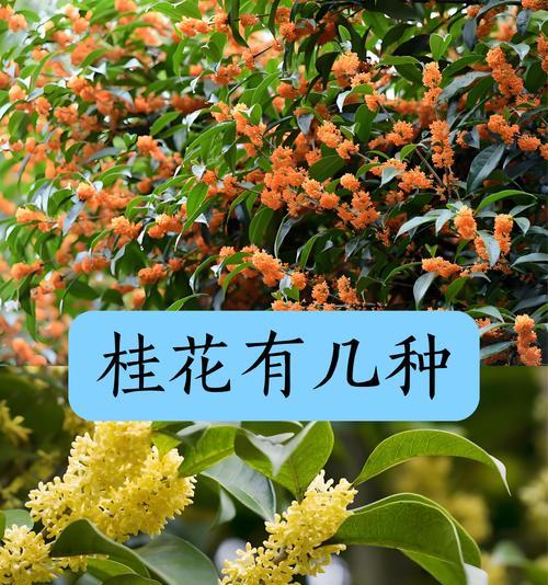 桂花花语之美（桂花花语的深意与传承）