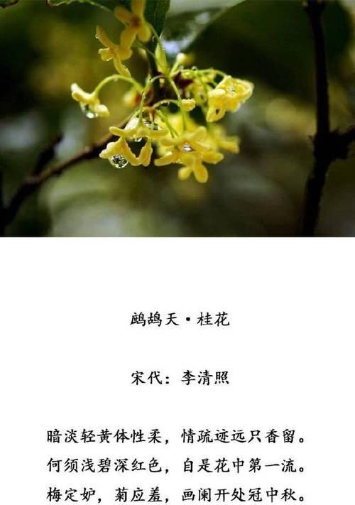 桂花花语之美（桂花花语的深意与传承）