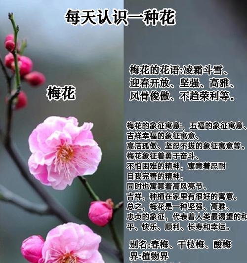 珍珠梅花（探寻珍珠梅花背后的象征意义）