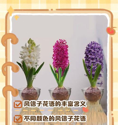花语传情，粉风信子的浪漫告白（用花语传达爱意，粉风信子是最佳选择）