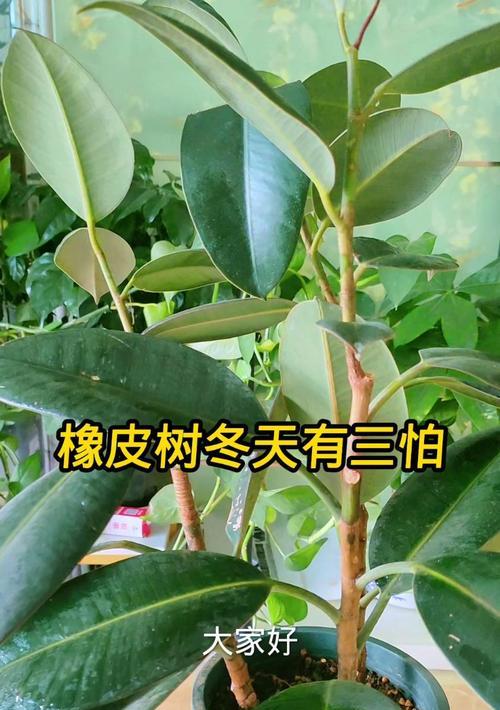 橡皮树的寓意与象征意义（探寻橡皮树的生命之道）