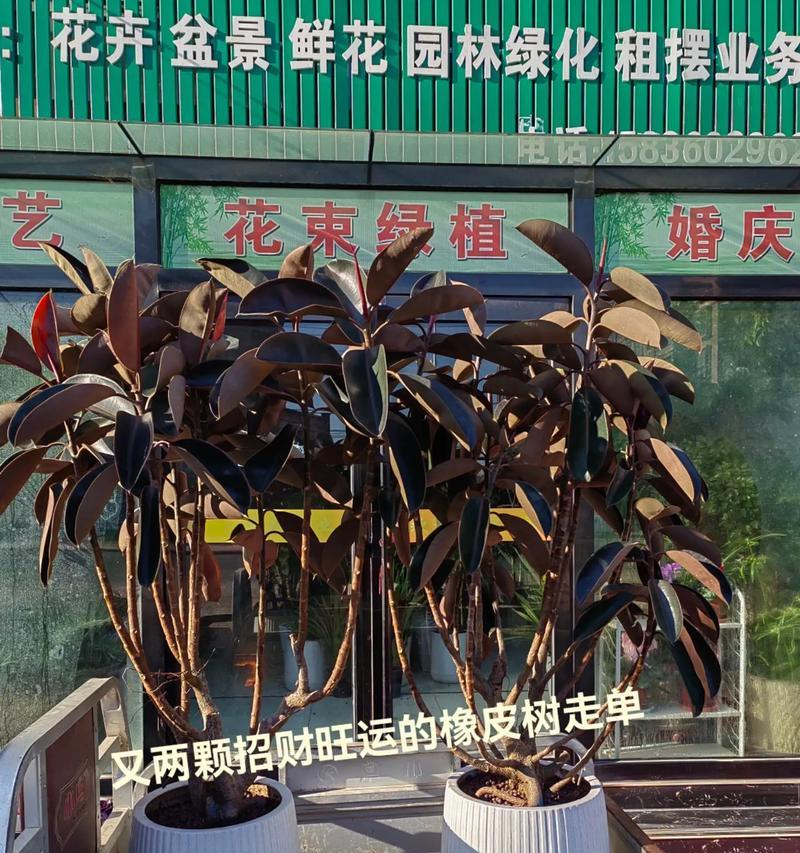 橡皮树的寓意与象征意义（探寻橡皮树的生命之道）