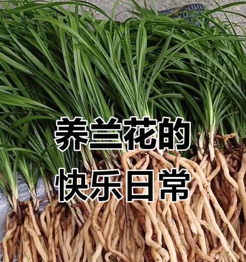 养兰花的意义与价值（探索养兰花的乐趣与美好生活）