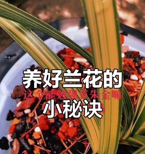 养兰花的意义与价值（探索养兰花的乐趣与美好生活）