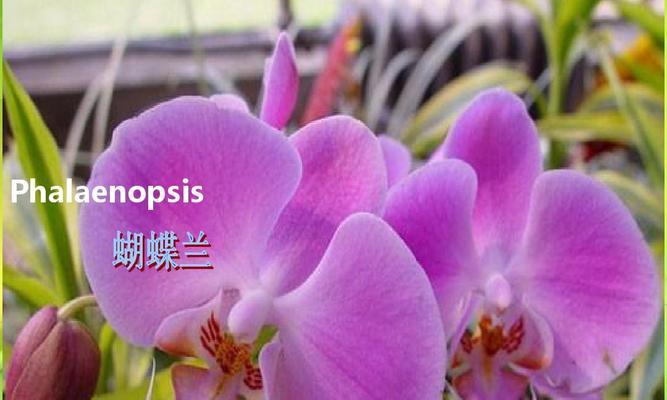 锦绣杜鹃（探寻锦绣杜鹃的丰富花语，以及花朵背后的故事）