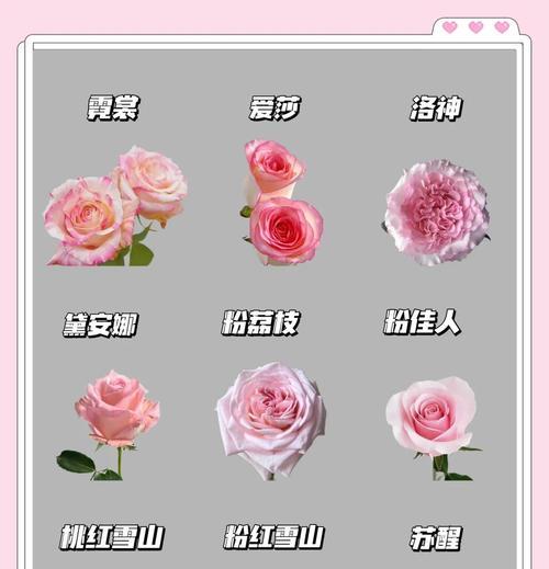 锦绣杜鹃（探寻锦绣杜鹃的丰富花语，以及花朵背后的故事）